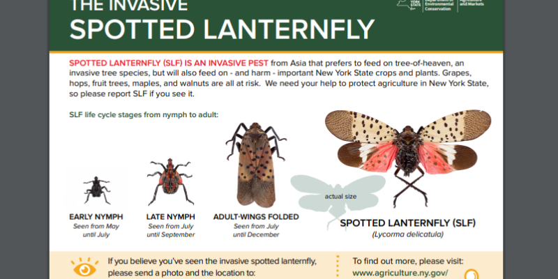 Info on Spotted Lanternfly